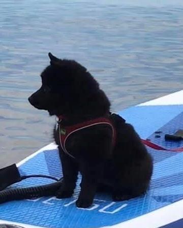 Schipperke Asti billede 8