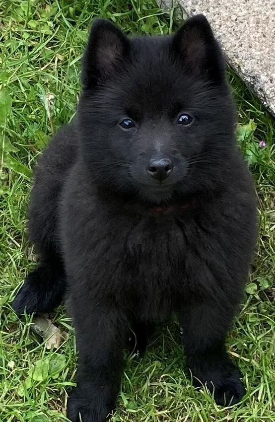 Schipperke Asti billede 4