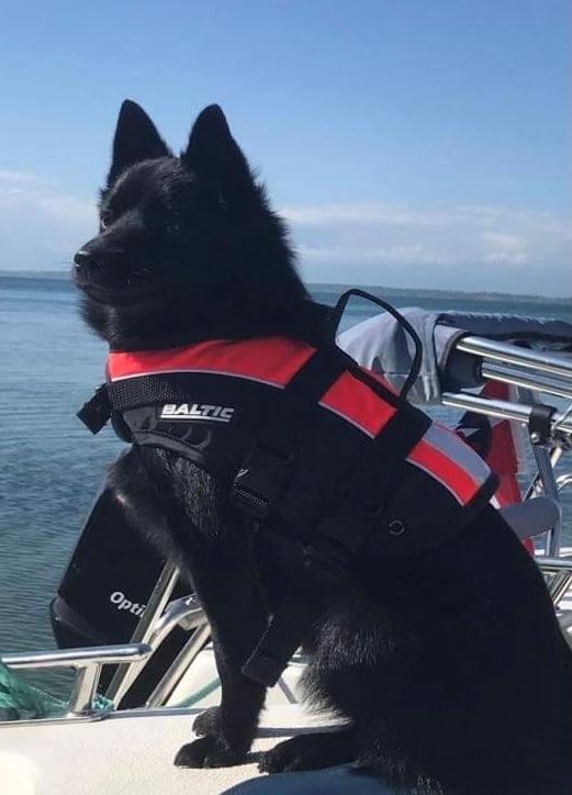 Schipperke Asti - Kaptajn billede 7