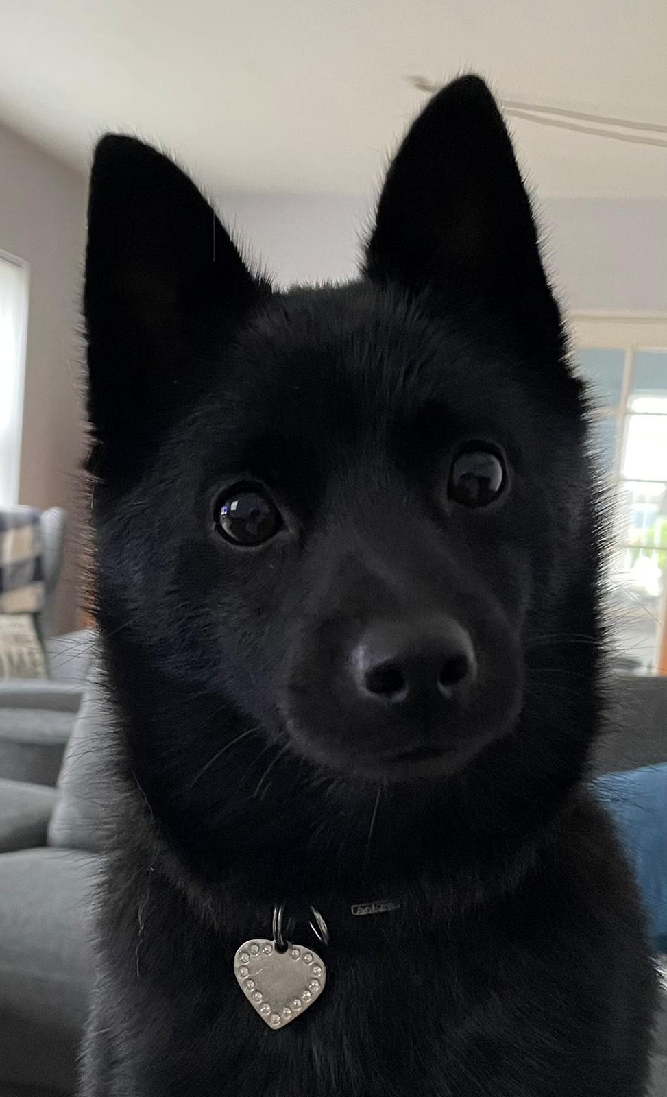 Schipperke Asti billede 10