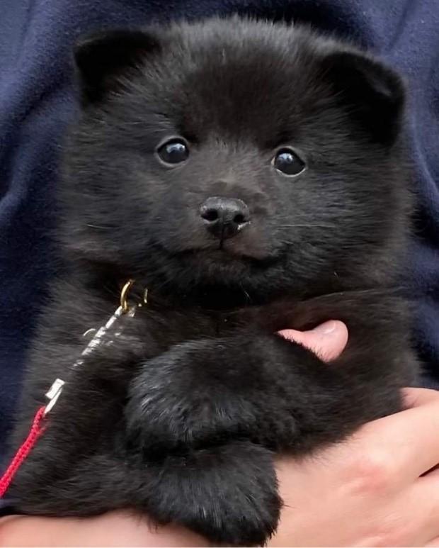 Schipperke Asti billede 5