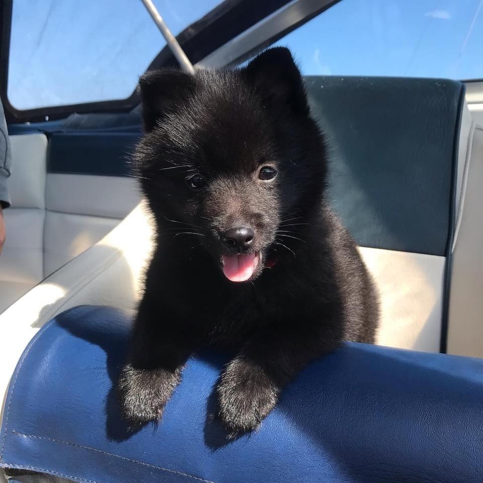 Schipperke Asti billede 6