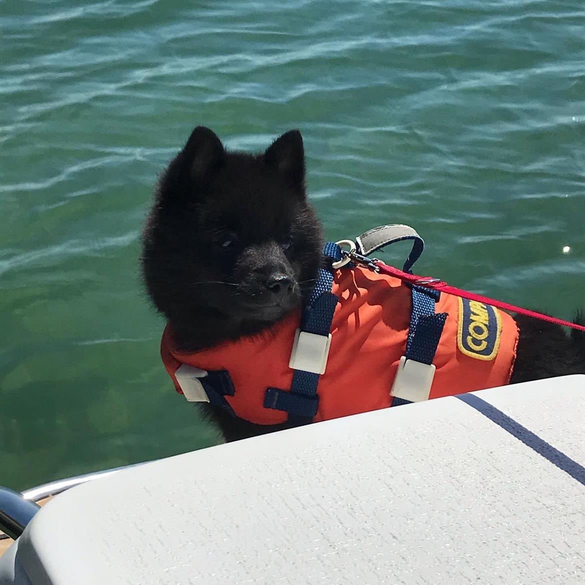 Schipperke Asti billede 9