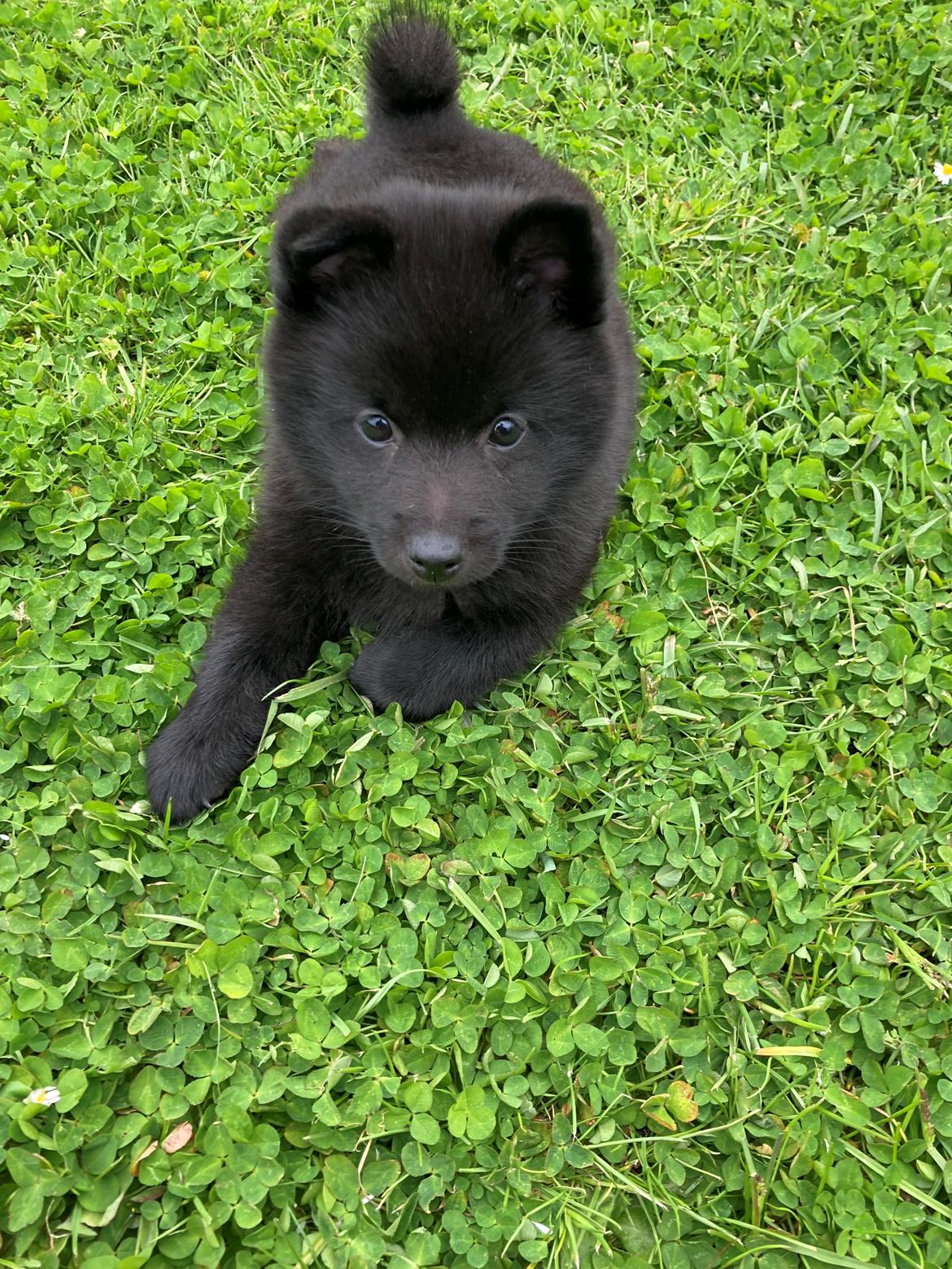Schipperke Asti billede 12