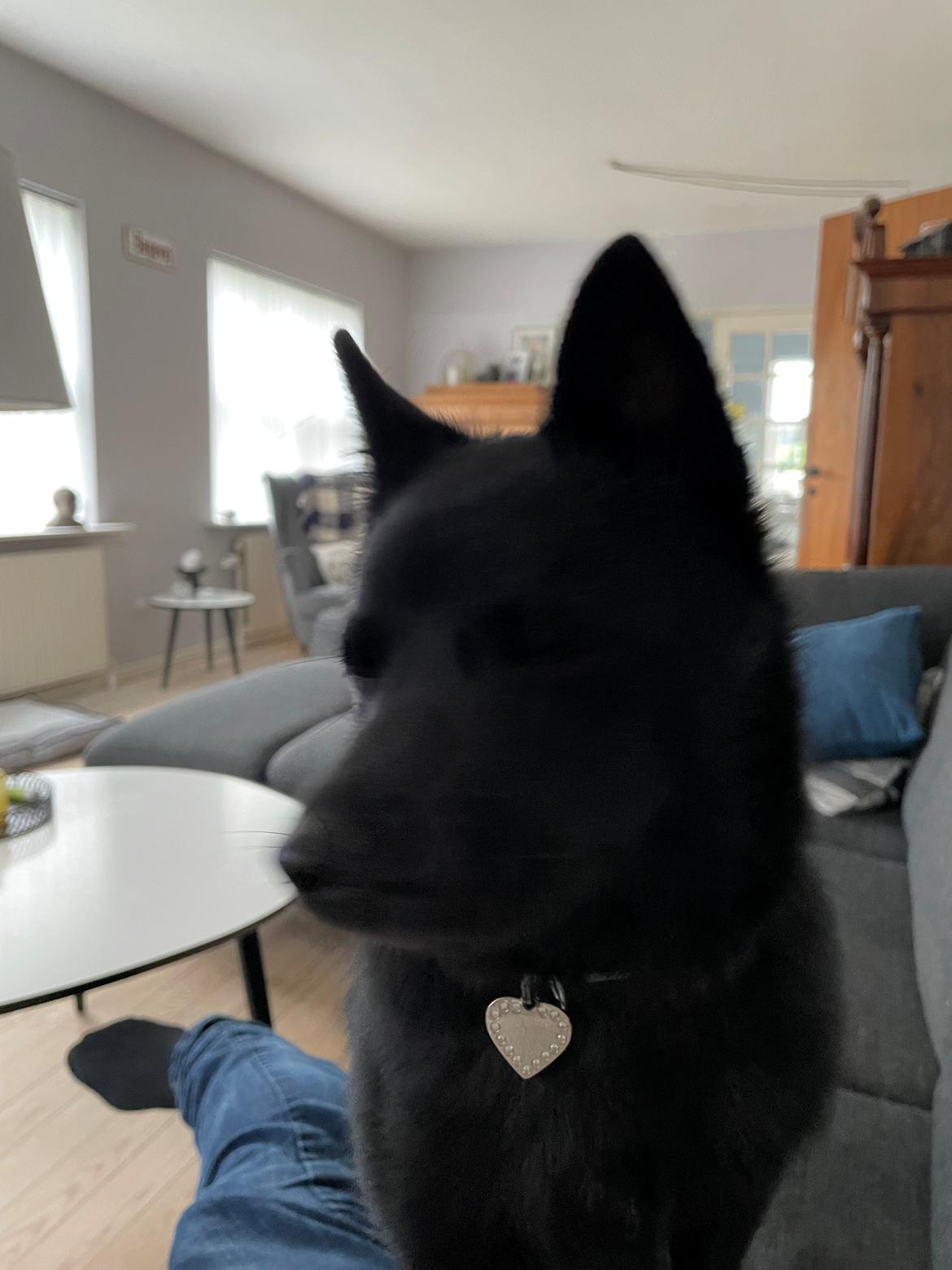 Schipperke Asti billede 13