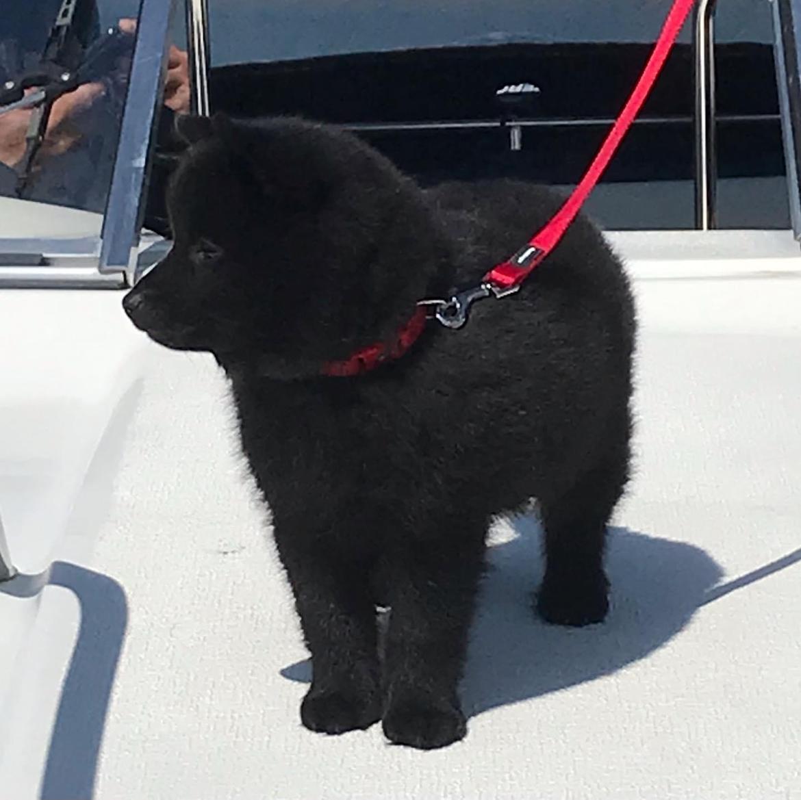 Schipperke Asti billede 14
