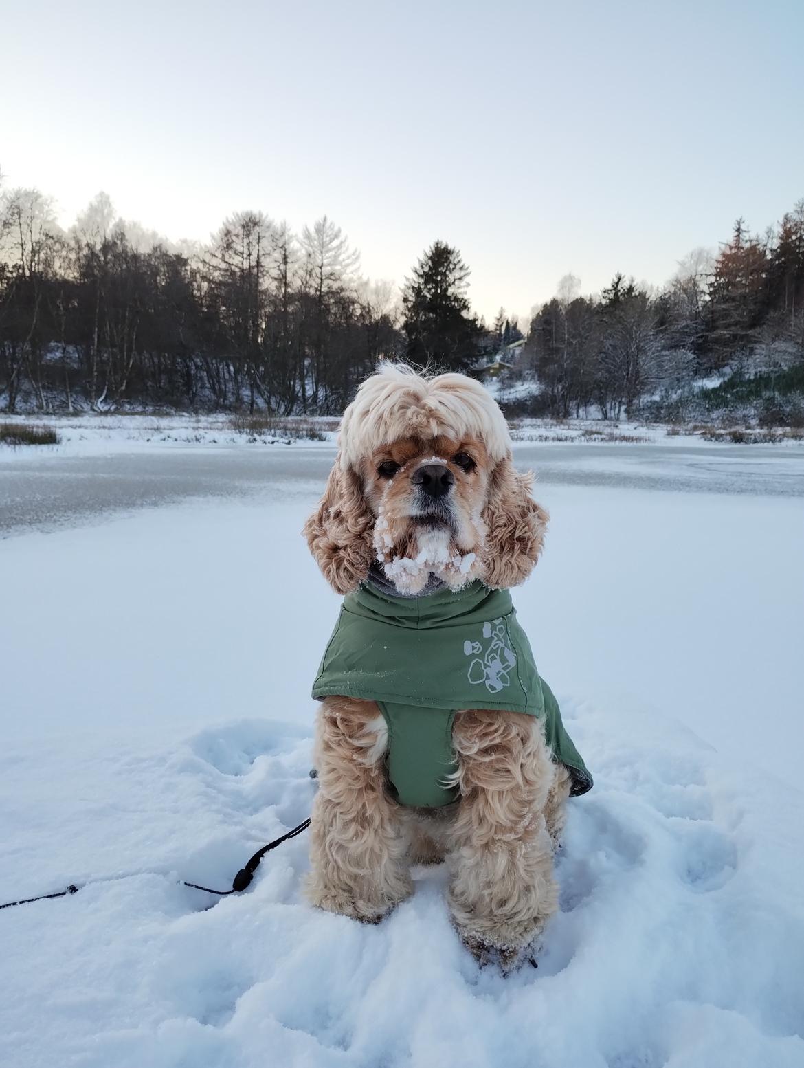 Amerikansk cocker spaniel Viggo Pedersen  billede 46