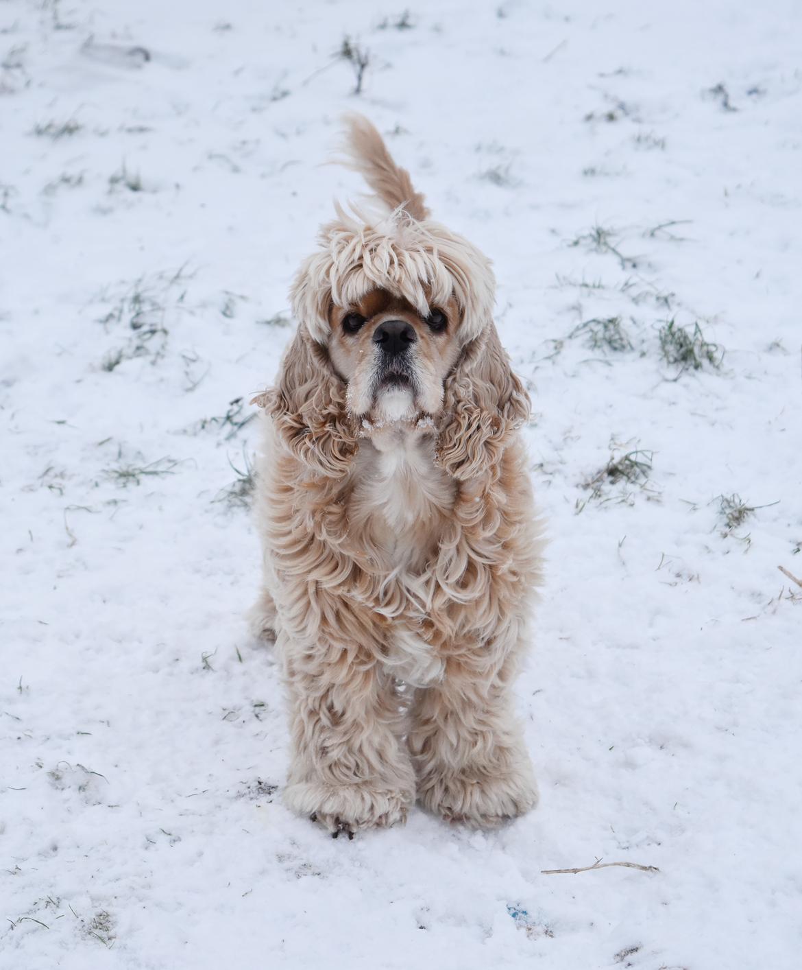 Amerikansk cocker spaniel Viggo Pedersen  billede 3