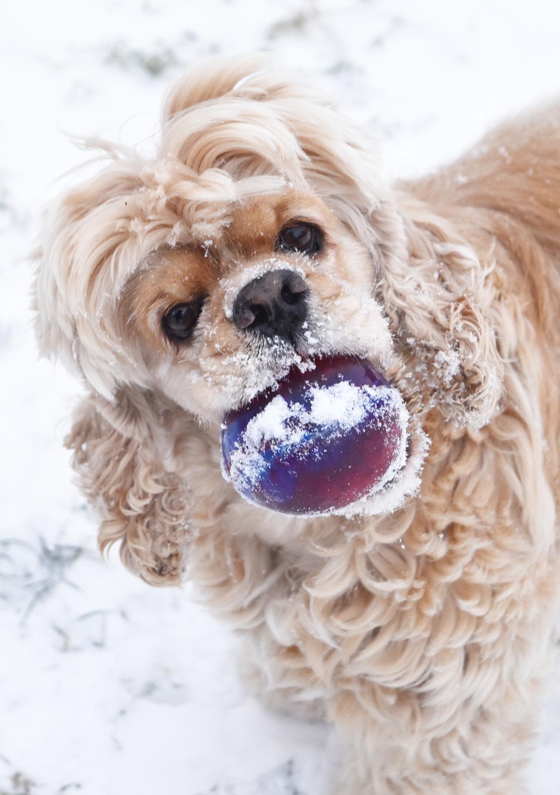 Amerikansk cocker spaniel Viggo Pedersen  billede 47