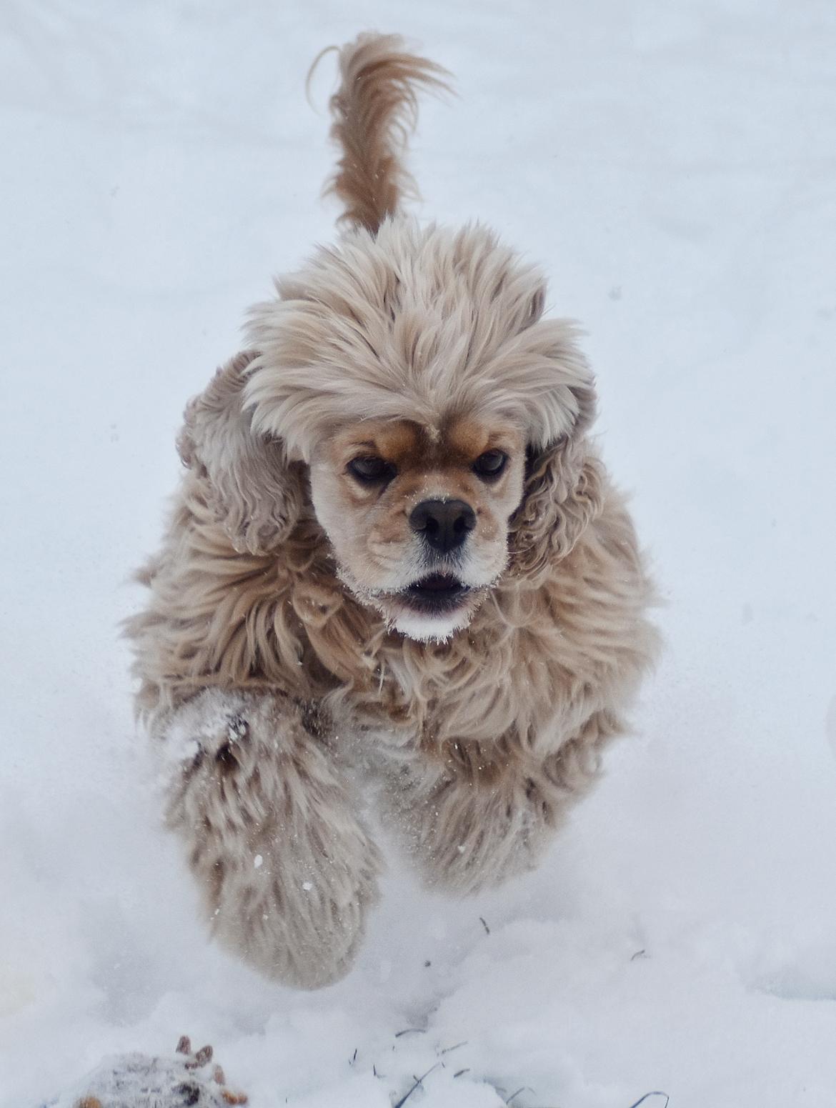 Amerikansk cocker spaniel Viggo Pedersen  billede 48