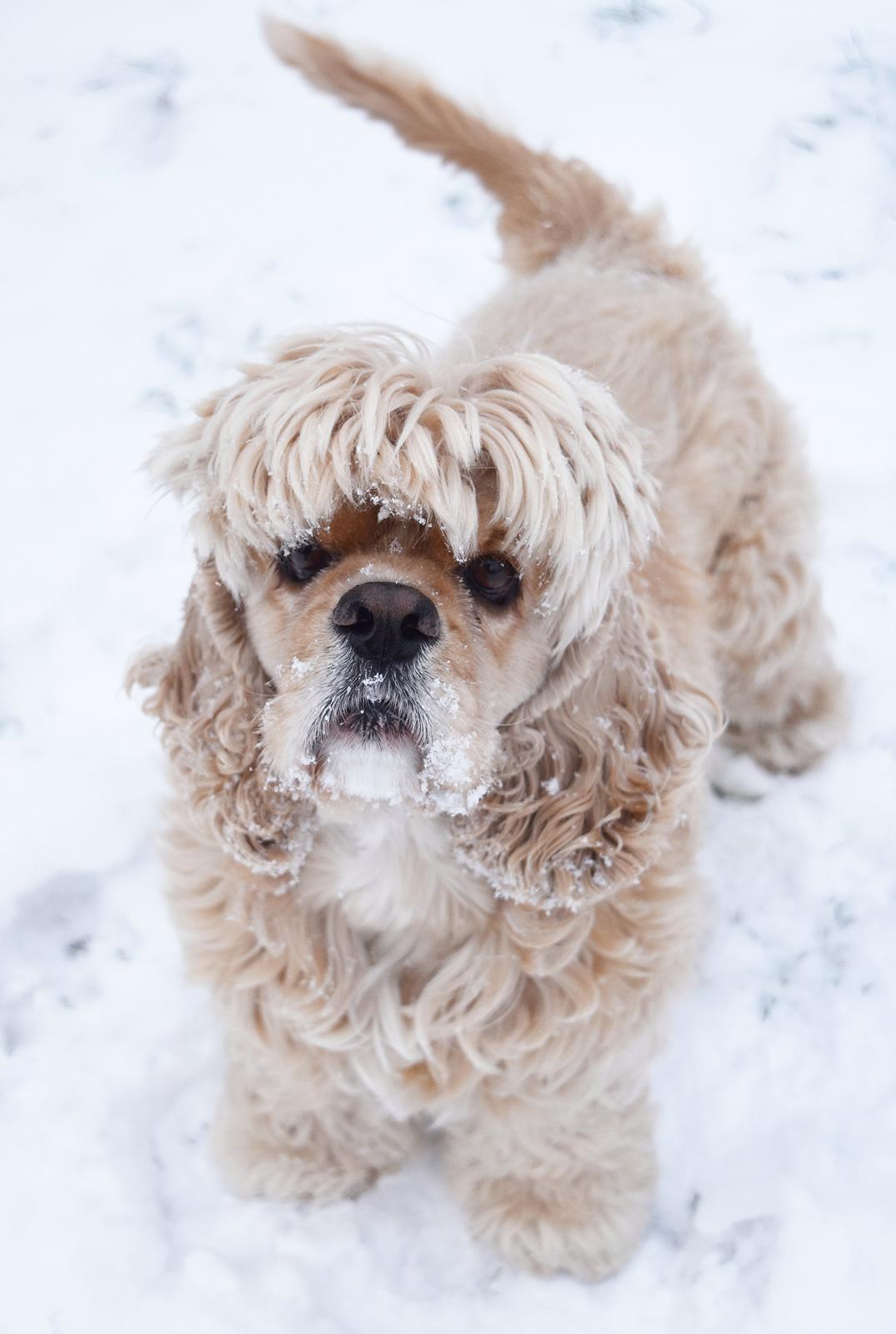 Amerikansk cocker spaniel Viggo Pedersen  billede 1