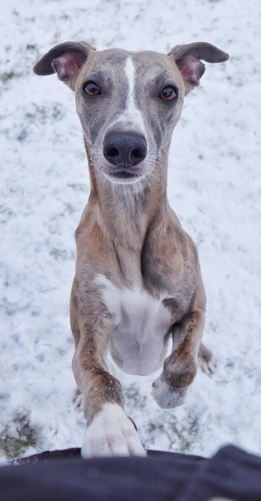 Whippet Falcon (Tanalorn Mr. Quade) billede 49