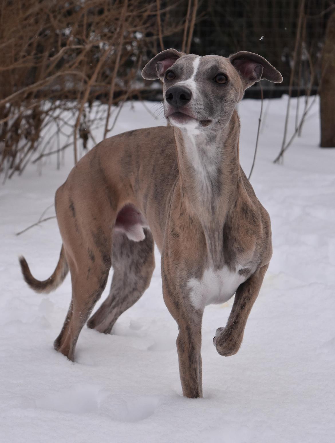 Whippet Falcon (Tanalorn Mr. Quade) billede 5