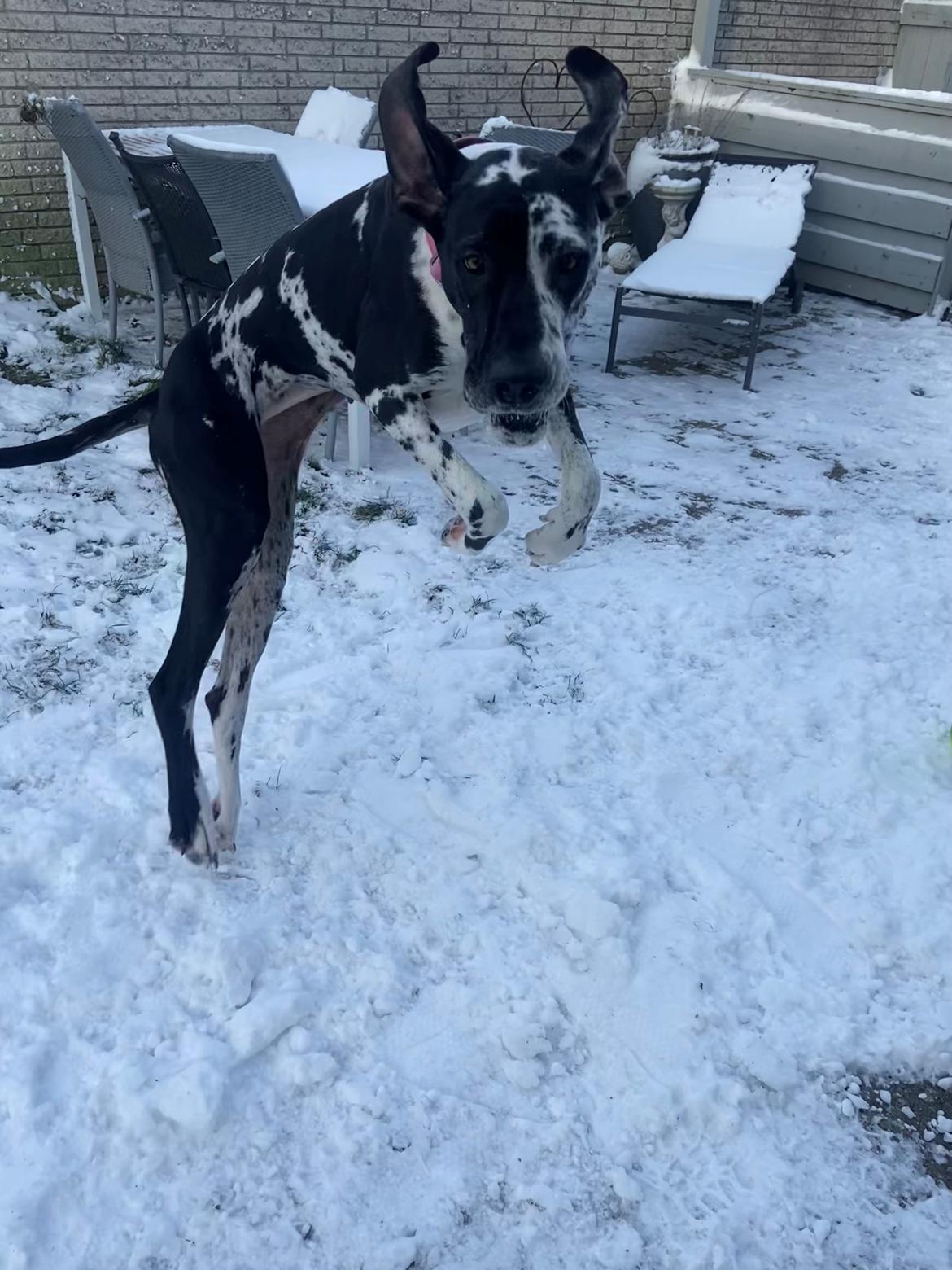 Grand danois Gigi billede 9