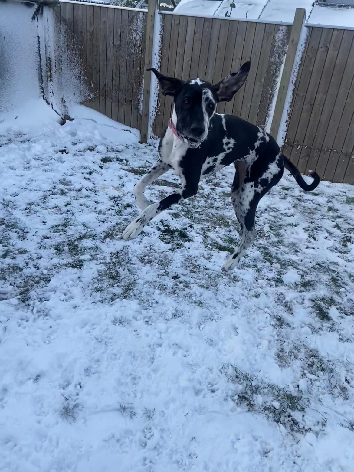 Grand danois Gigi billede 11