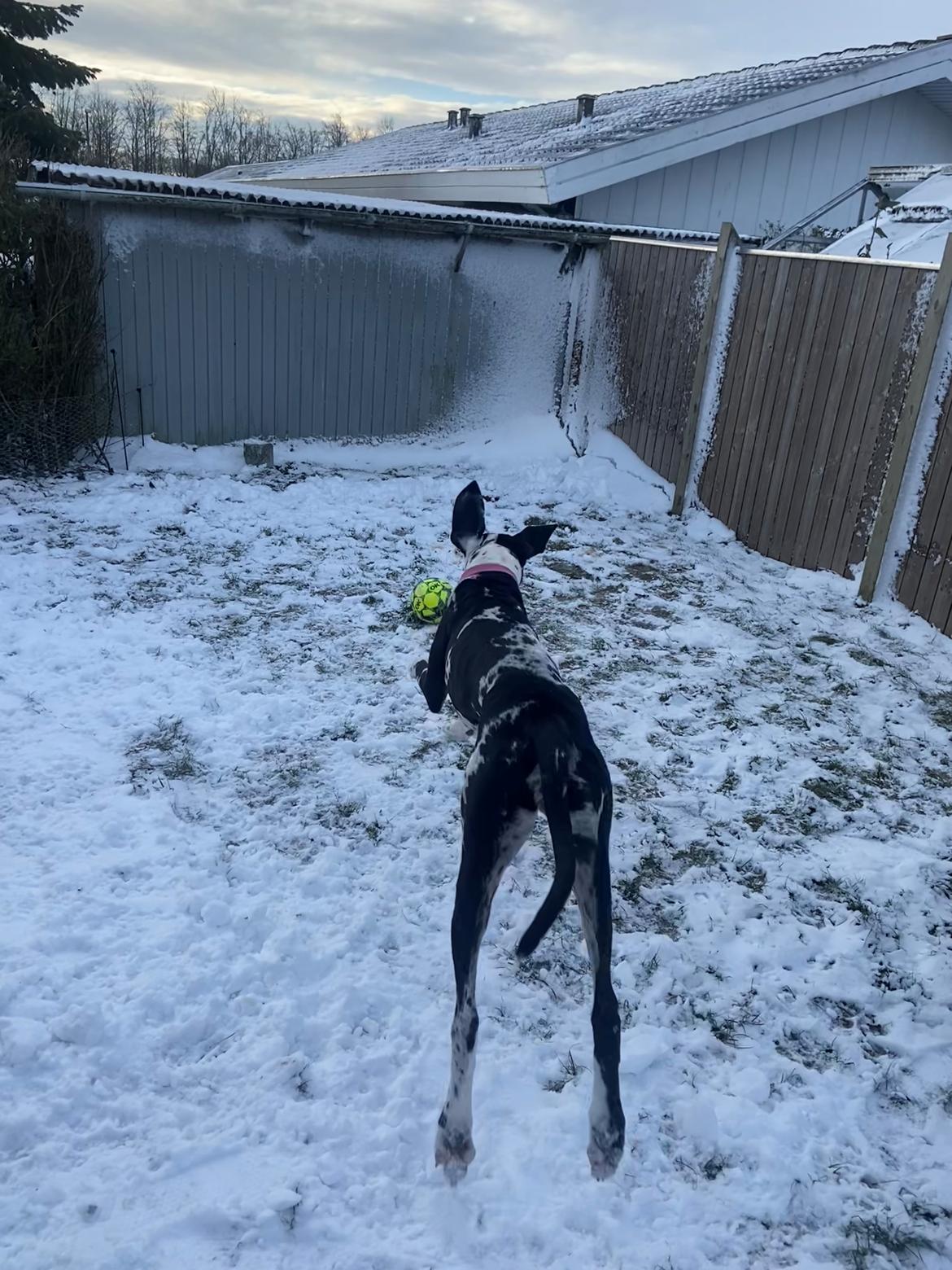 Grand danois Gigi billede 13