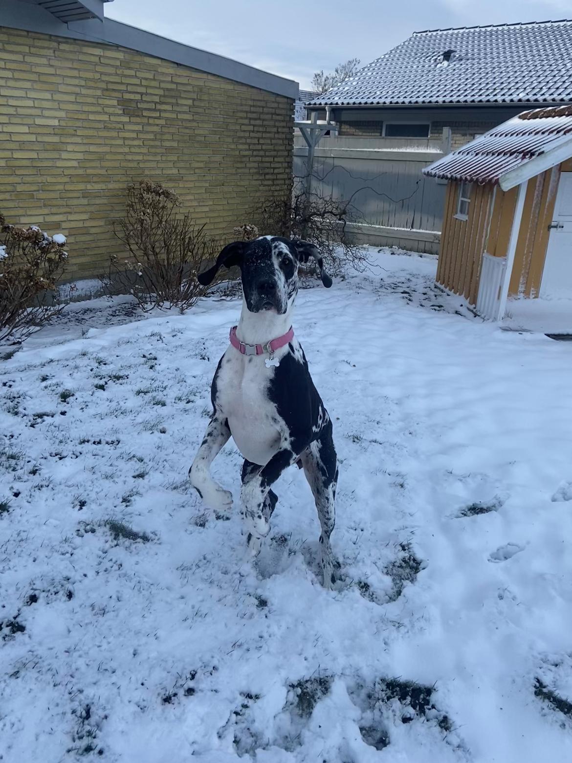 Grand danois Gigi billede 12