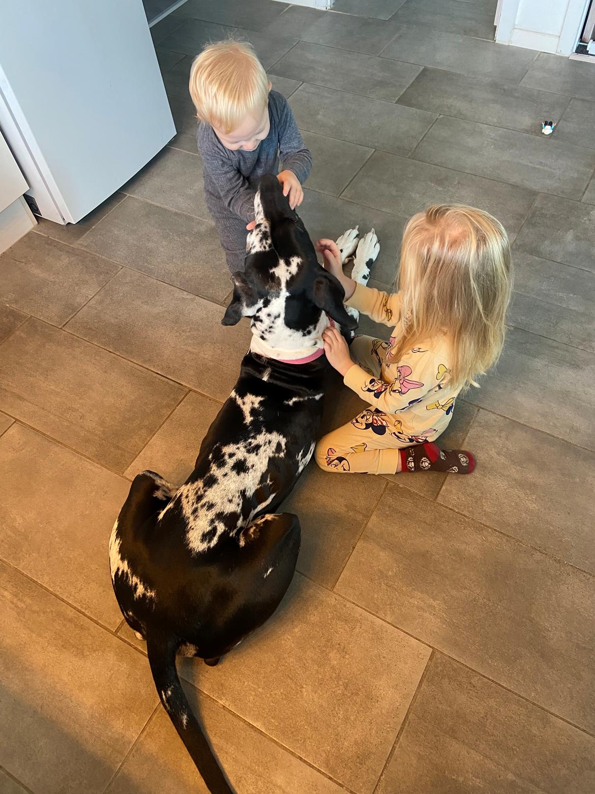 Grand danois Gigi billede 15