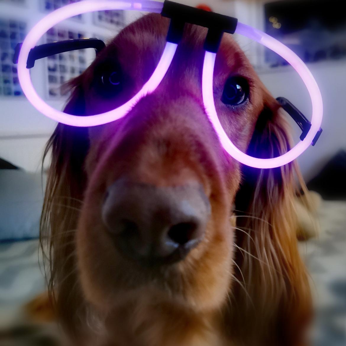 Field Trial Cockerspaniel Kapow  29 juni 2020 - jan 2024 billede 47