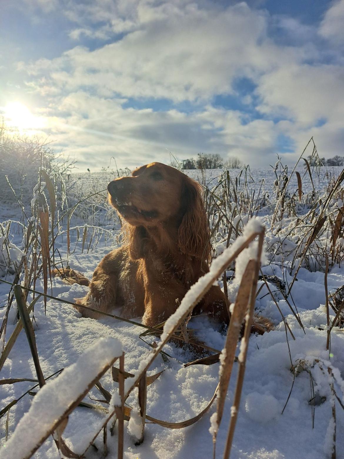 Field Trial Cockerspaniel Kapow  29 juni 2020 - jan 2024 billede 48