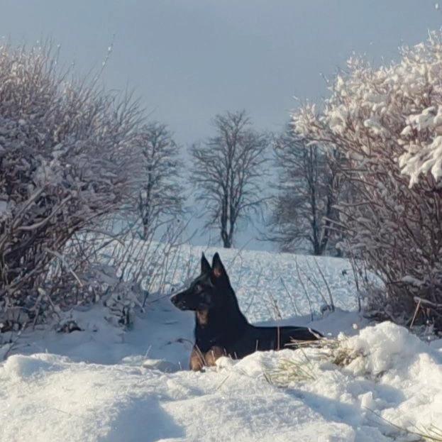 Schæferhund Sandtofte Pinyata /yata. (21/9-22) - dec. 2023 billede 20