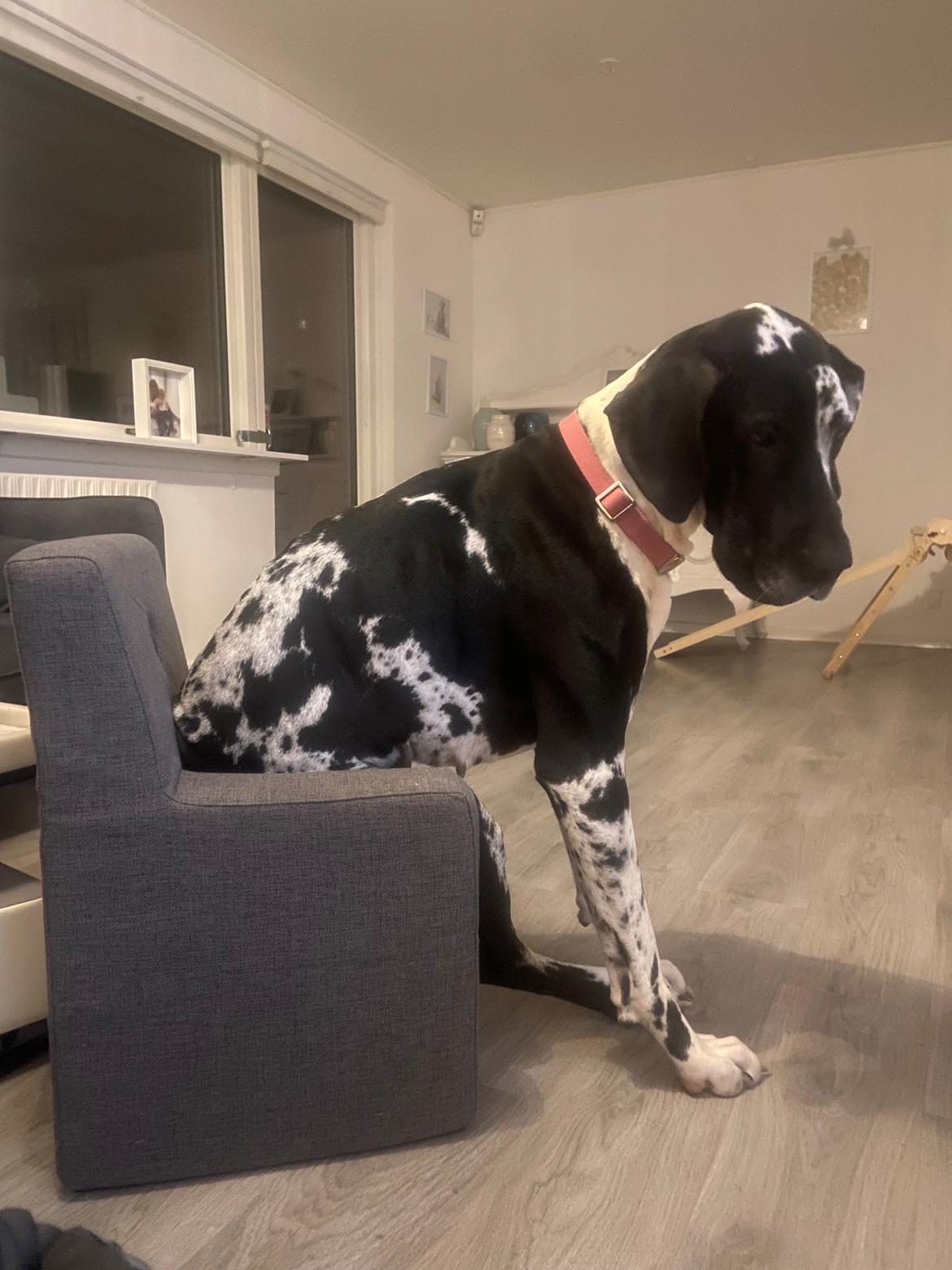 Grand danois Gigi billede 16