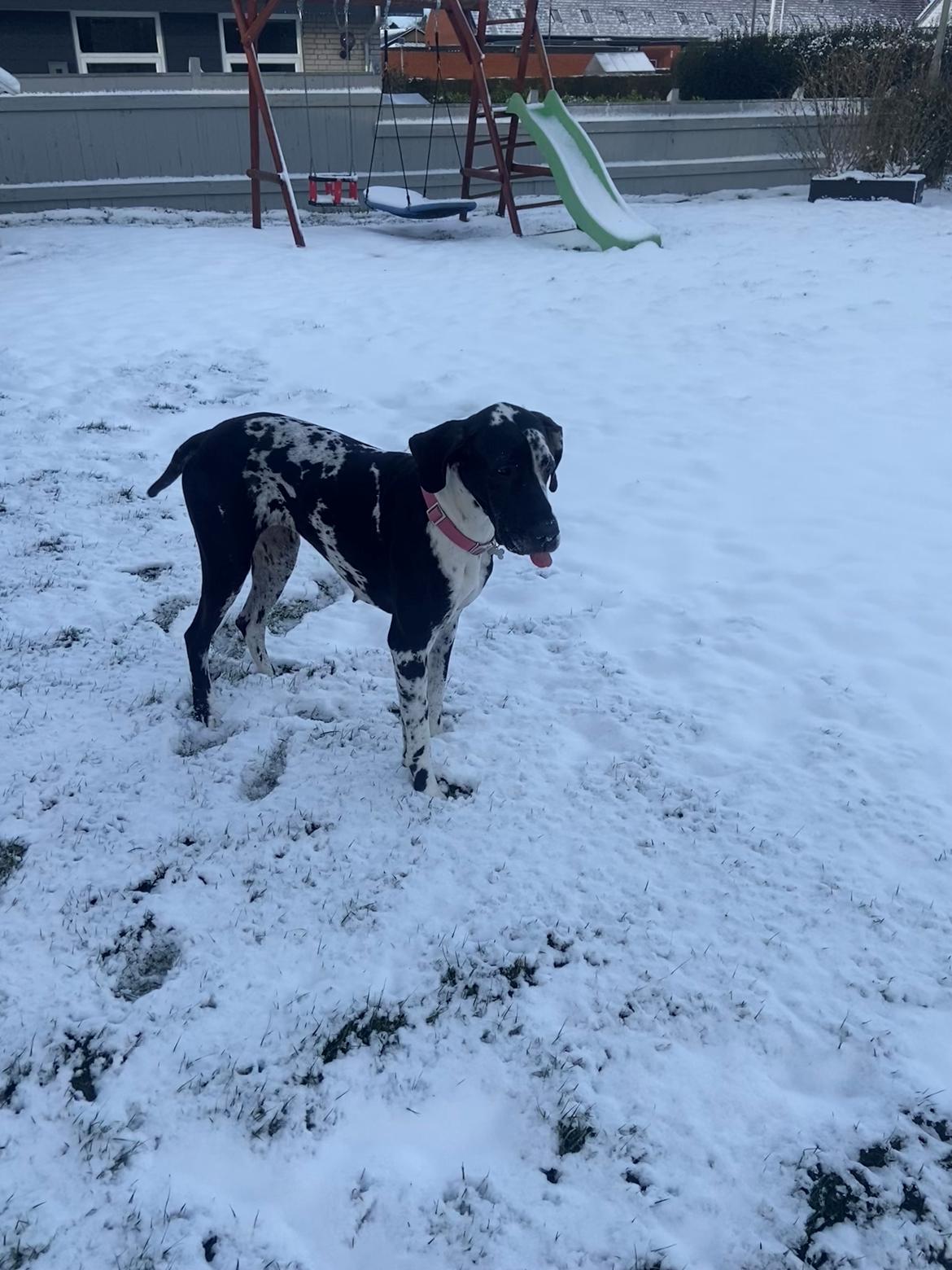 Grand danois Gigi billede 17