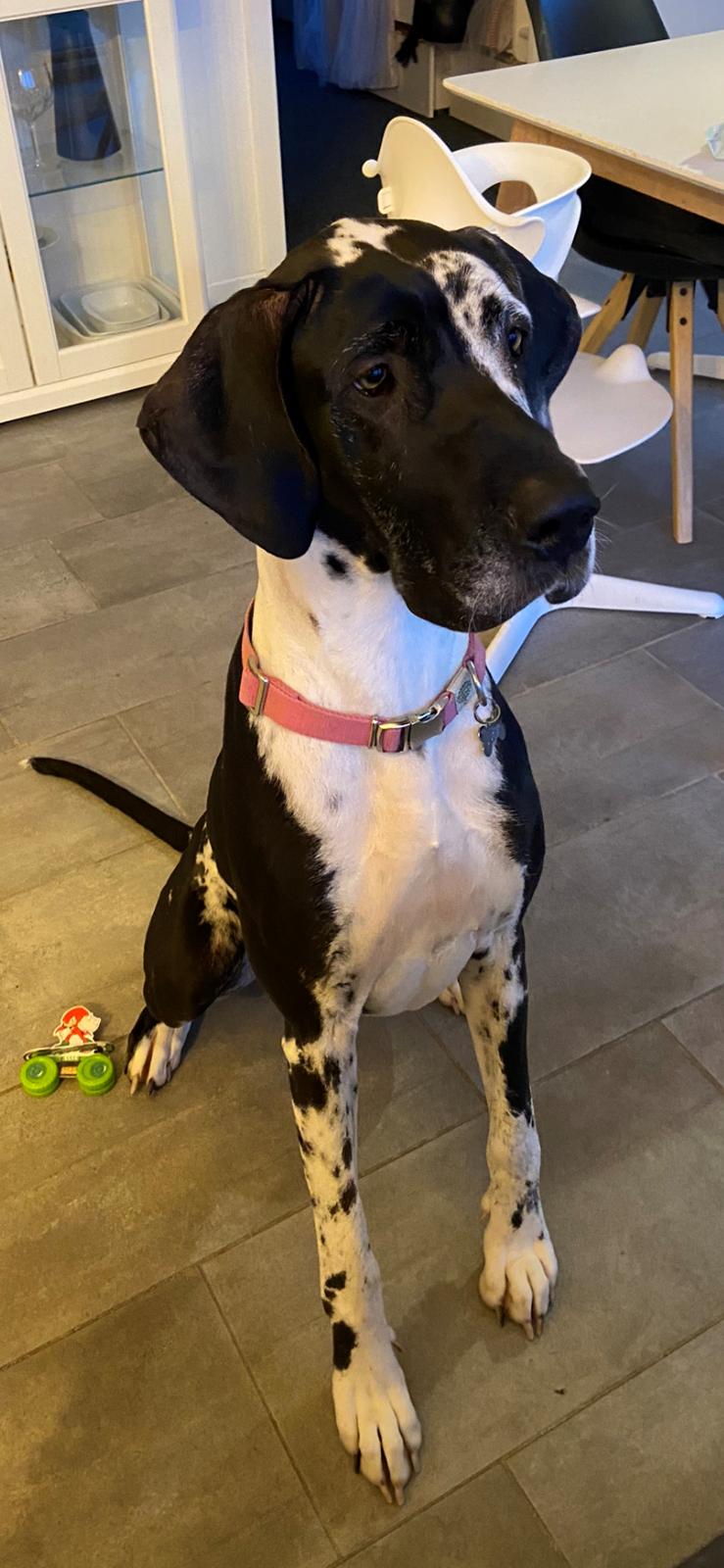 Grand danois Gigi billede 18