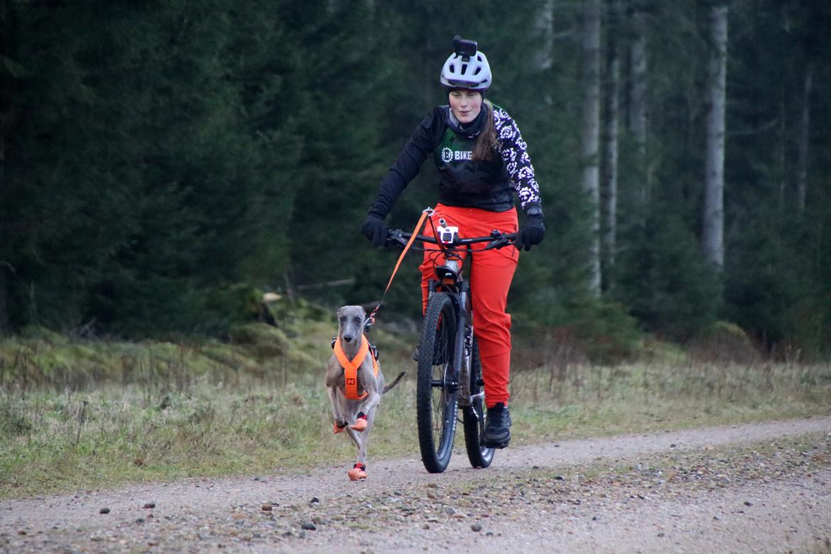 Whippet MeepMeep - Bikejoring dec. 2023 billede 47