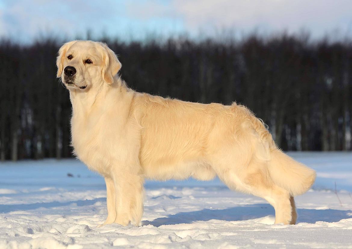 Golden retriever DKCH(U) DKJUCH Manhattan V.D. Corner Brook - DKJUCH Manhattan V.D. Corner Brook 5 år billede 8