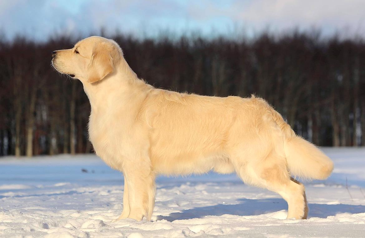 Golden retriever DKCH(U) DKJUCH Manhattan V.D. Corner Brook - DKJUCH Manhattan V.D. Corner Brook 5 år billede 6