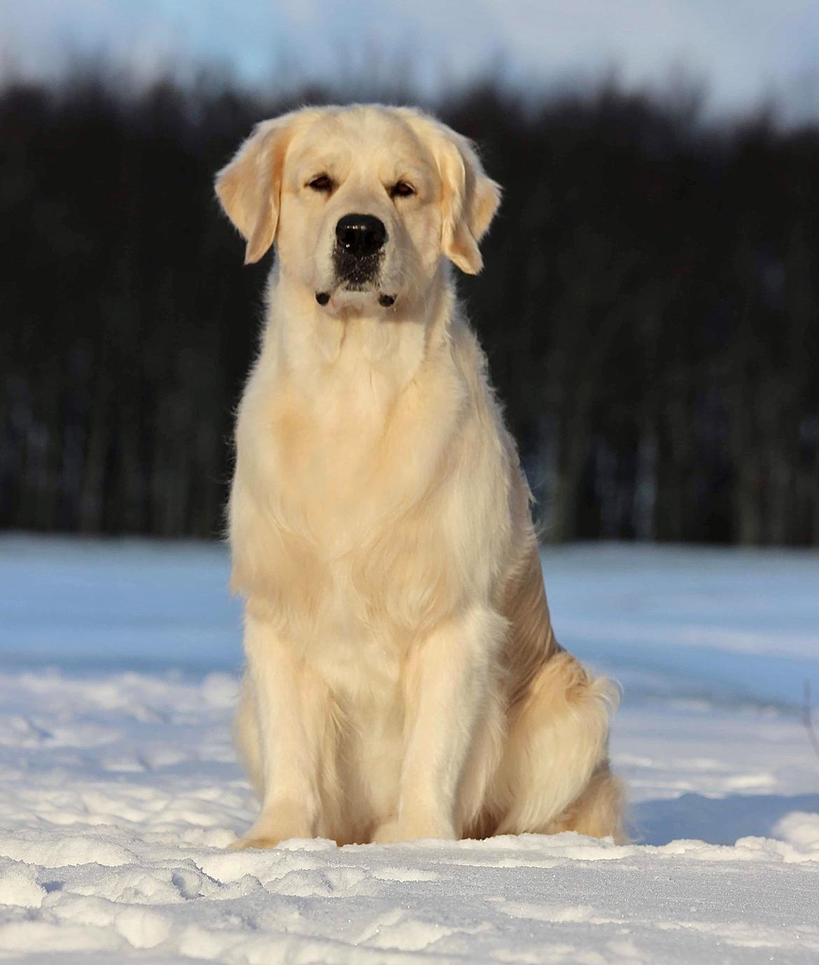 Golden retriever DKCH(U) DKJUCH Manhattan V.D. Corner Brook - DKJUCH Manhattan V.D. Corner Brook 5 år billede 9