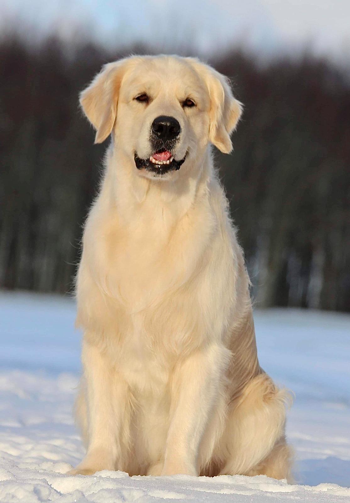 Golden retriever DKCH(U) DKJUCH Manhattan V.D. Corner Brook - DKJUCH Manhattan V.D. Corner Brook 5 år billede 7