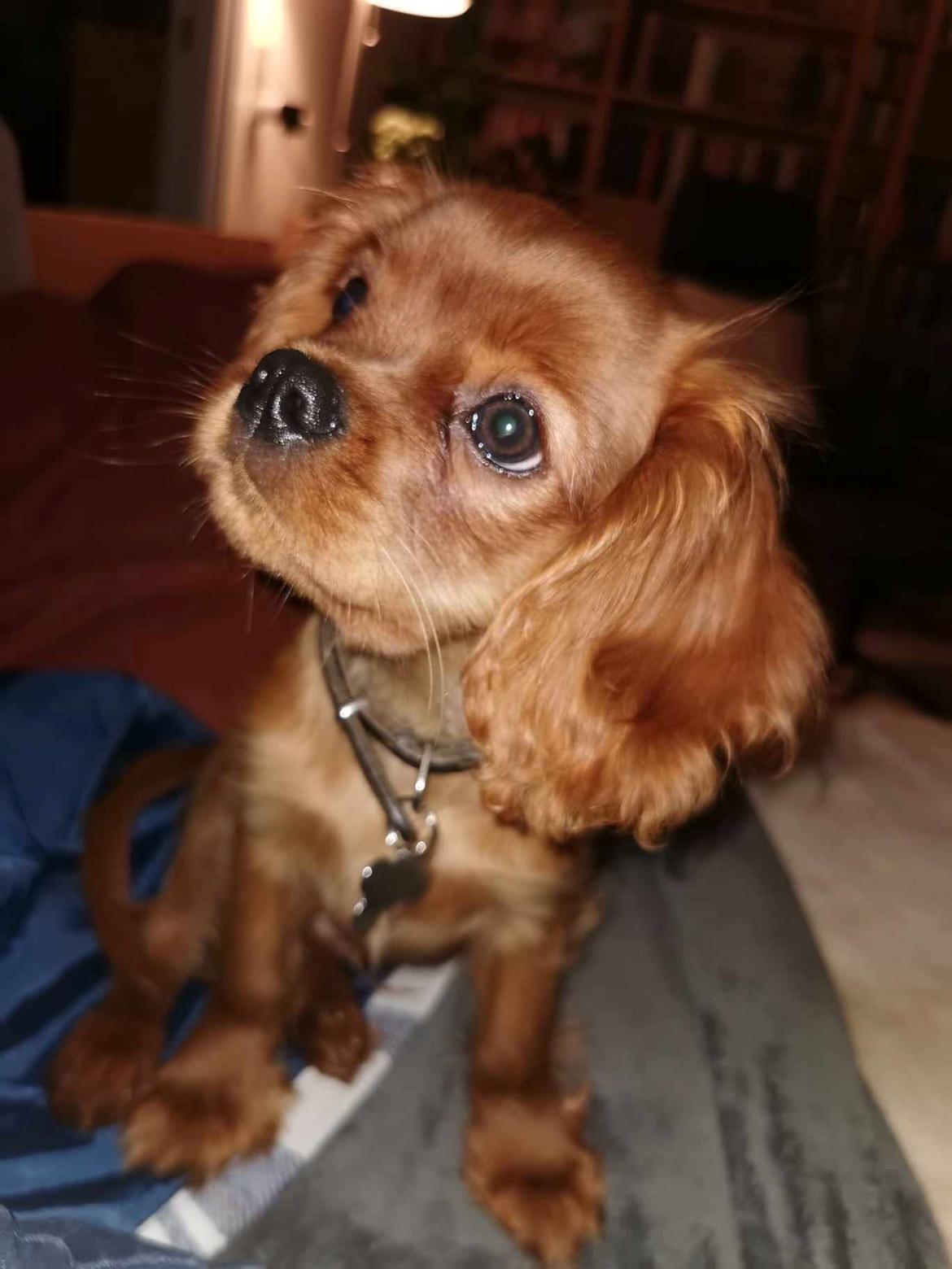 Cavalier king charles spaniel Ahrwills Dream Oreo billede 1