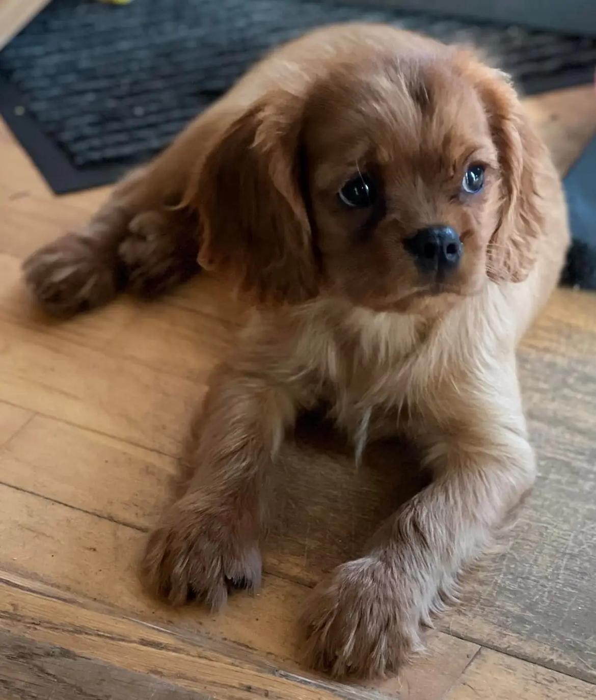 Cavalier king charles spaniel Ahrwills Dream Oreo billede 3