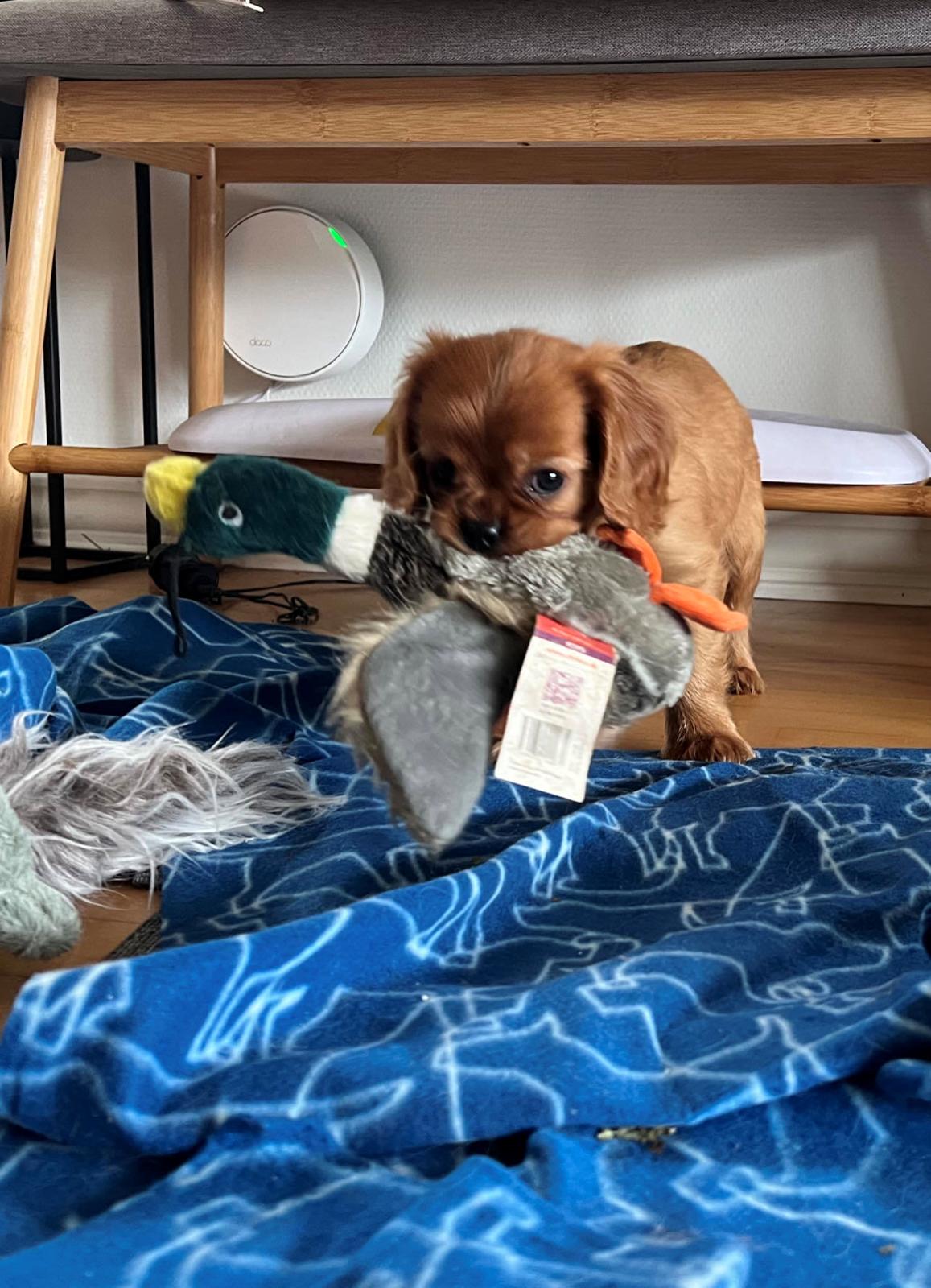 Cavalier king charles spaniel Ahrwills Dream Oreo billede 4