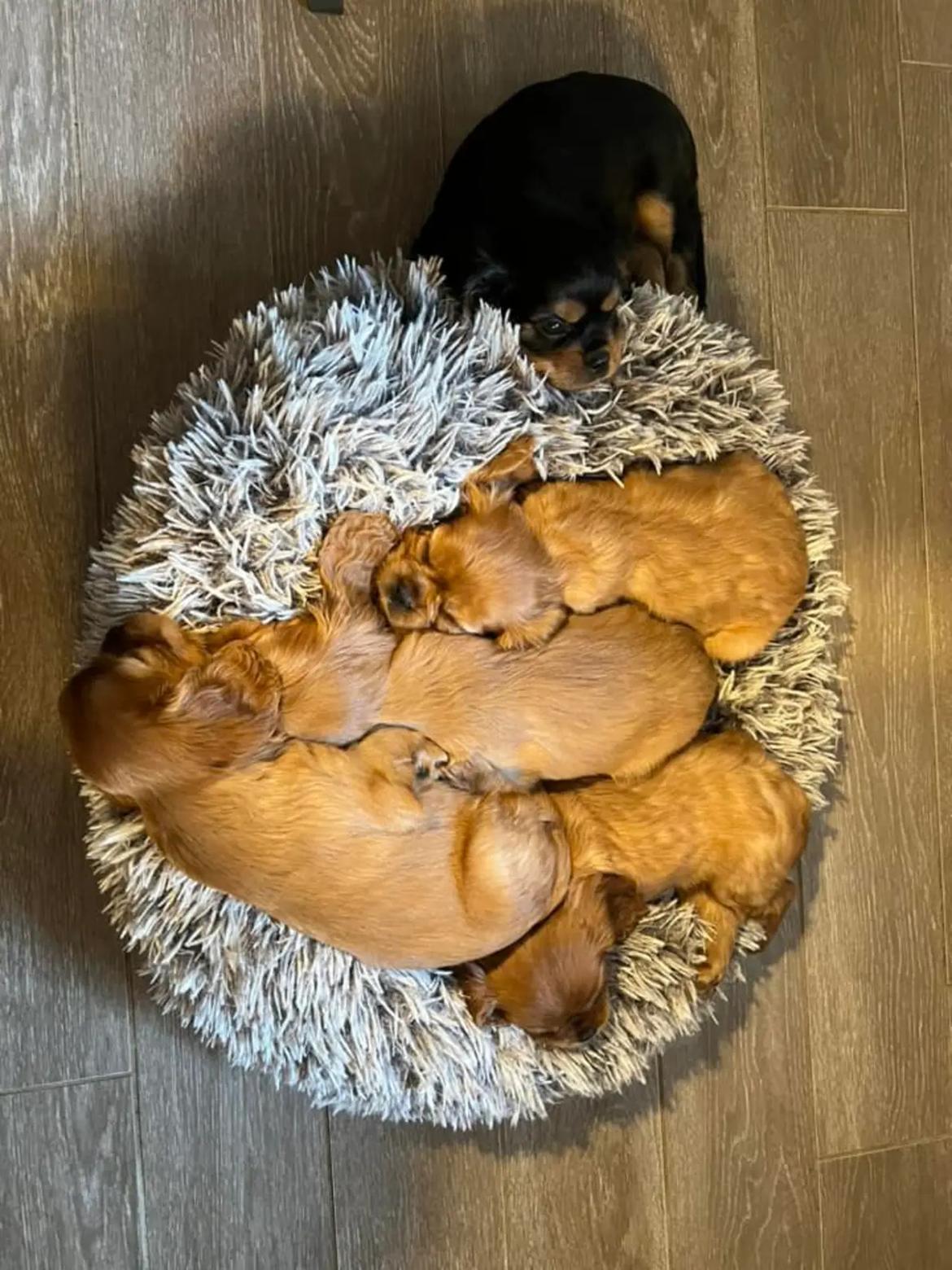 Cavalier king charles spaniel Ahrwills Dream Oreo billede 5