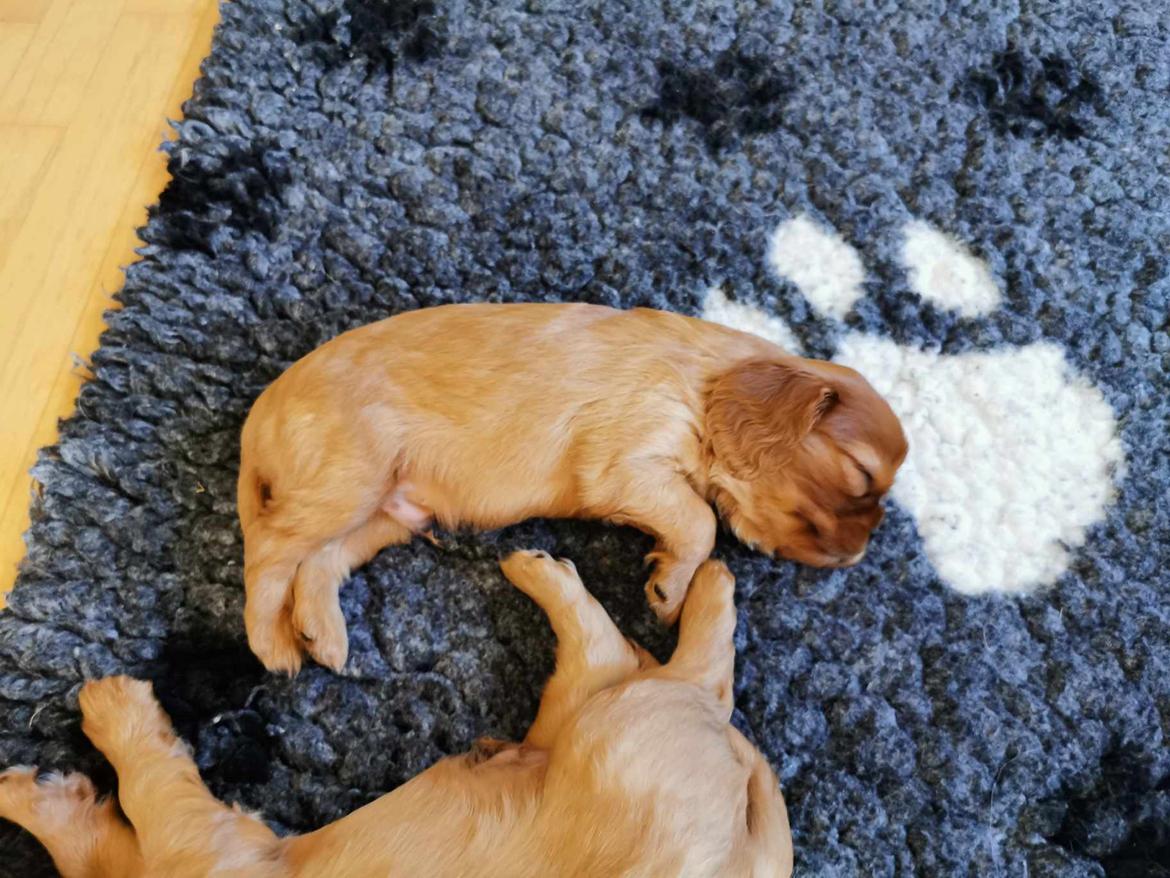 Cavalier king charles spaniel Ahrwills Dream Oreo billede 6