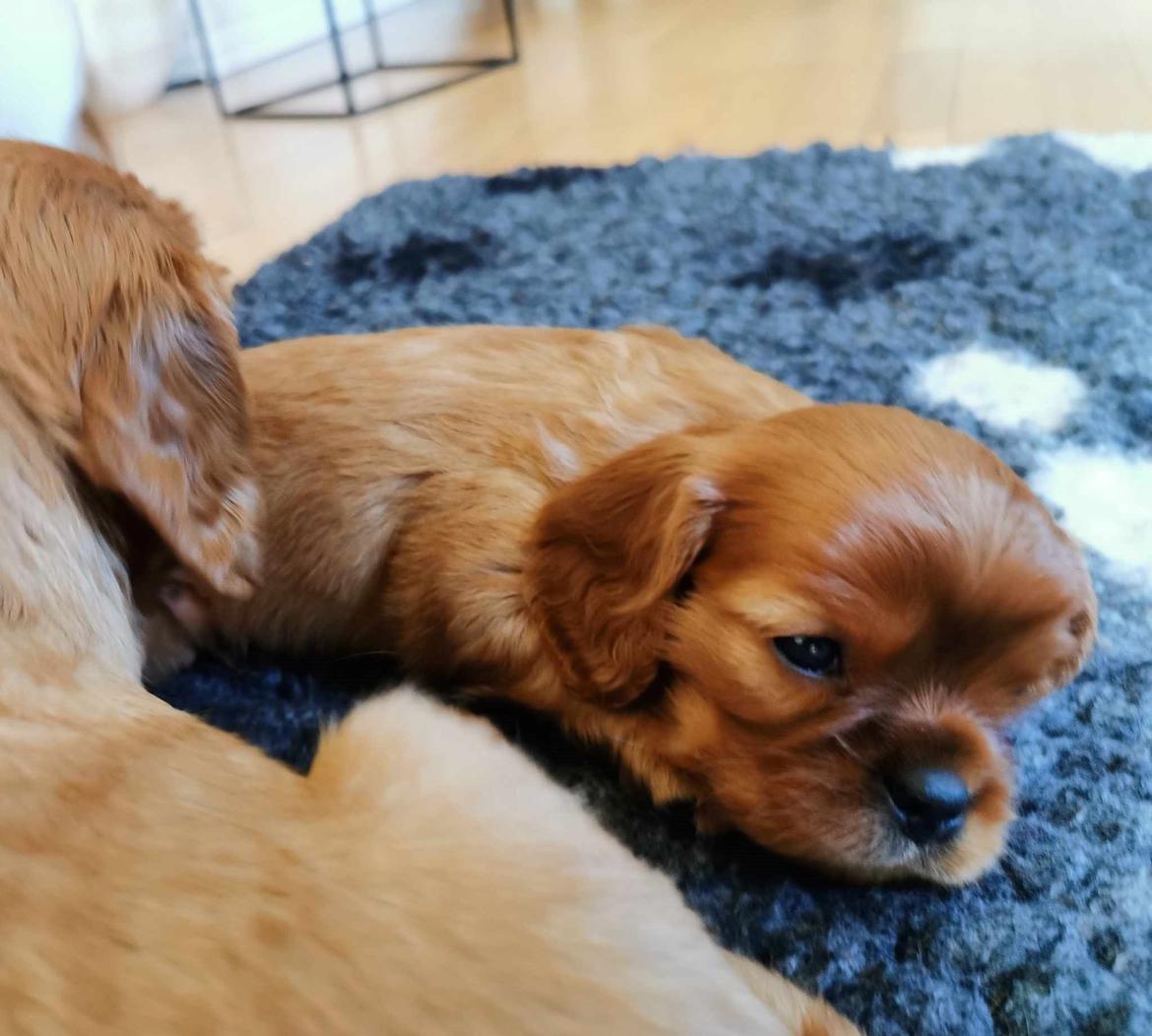Cavalier king charles spaniel Ahrwills Dream Oreo billede 7