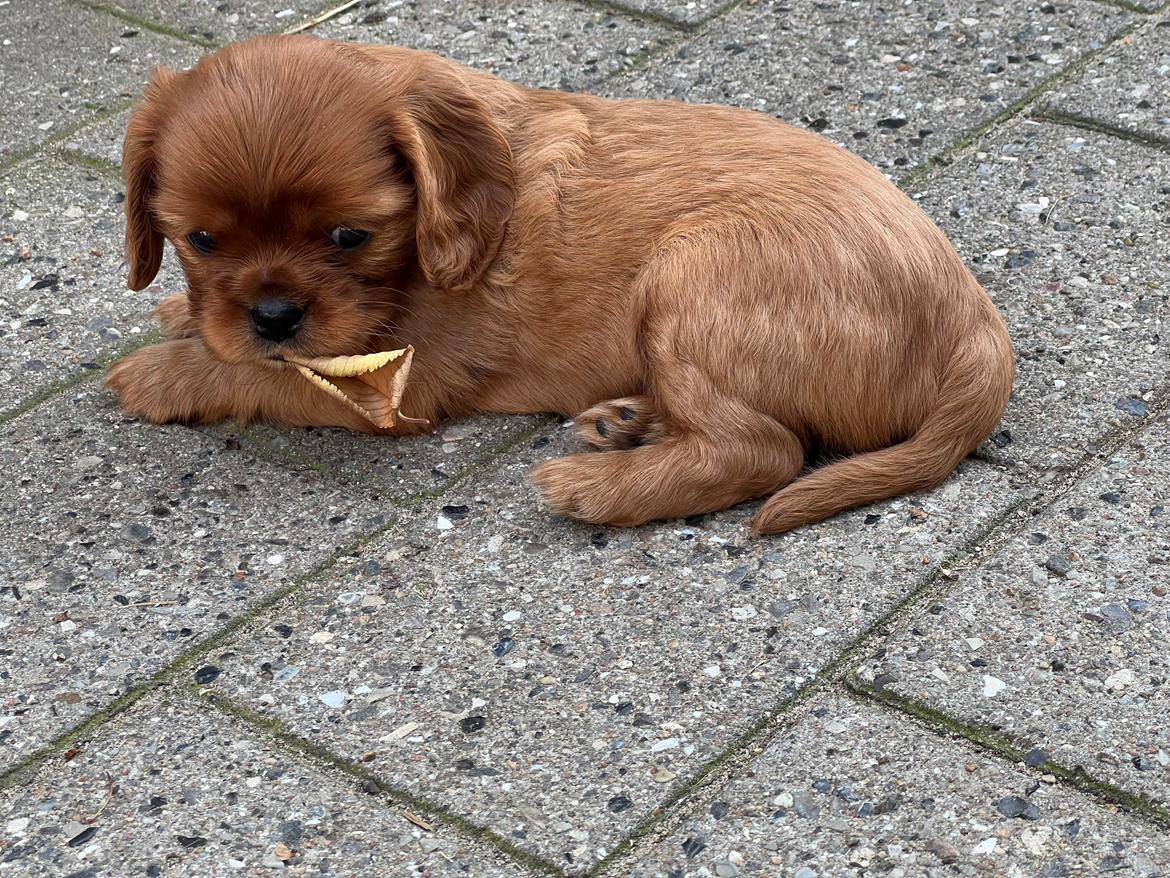 Cavalier king charles spaniel Ahrwills Dream Oreo billede 8