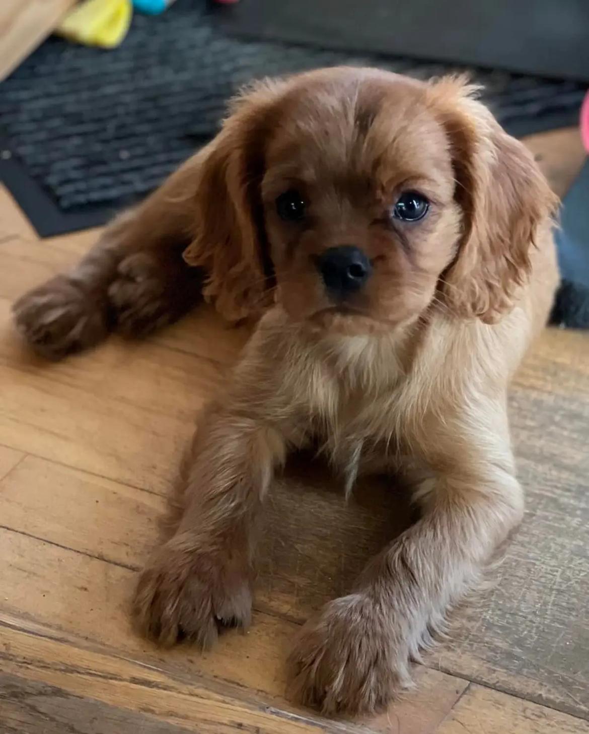 Cavalier king charles spaniel Ahrwills Dream Oreo billede 2