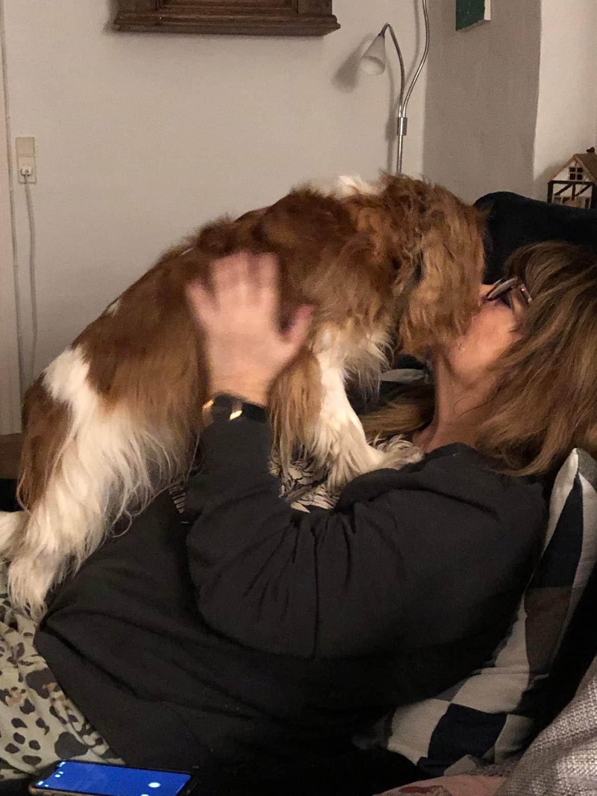 Cavalier king charles spaniel Piccocanes Louie billede 8