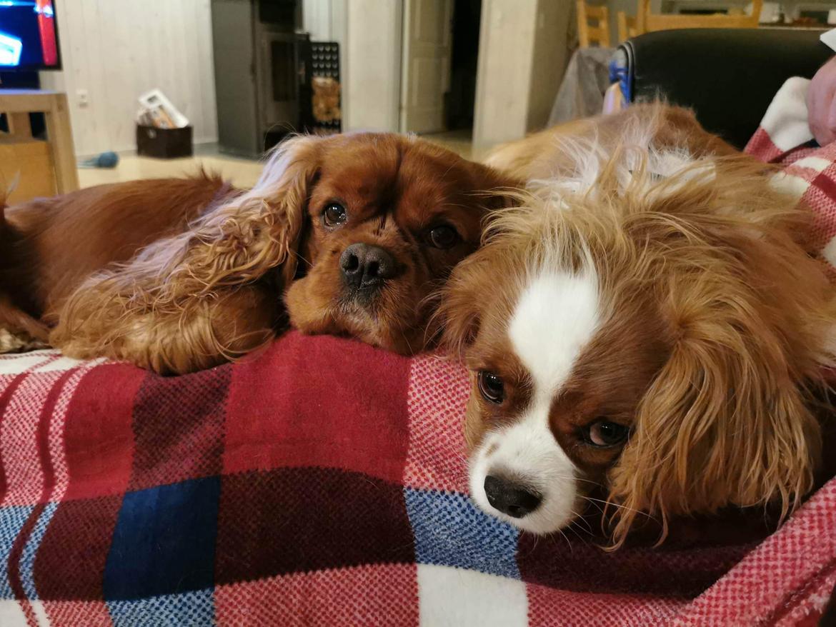 Cavalier king charles spaniel Piccocanes Louie billede 16