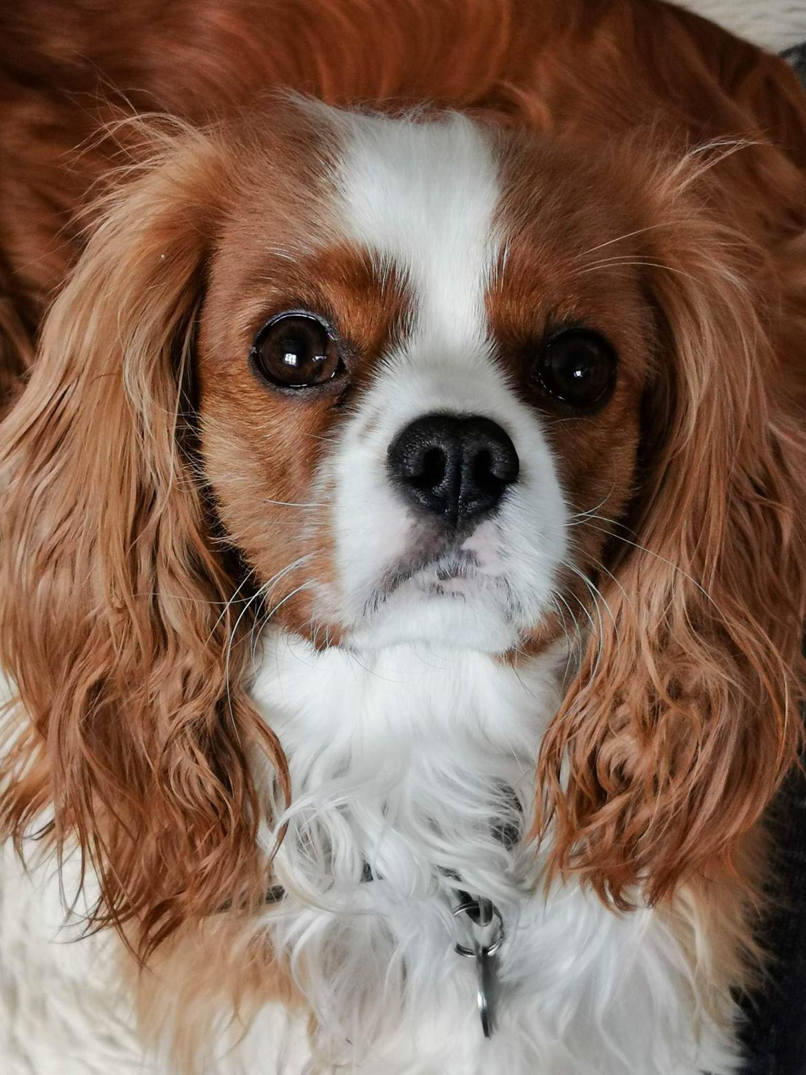 Cavalier king charles spaniel Piccocanes Louie billede 14