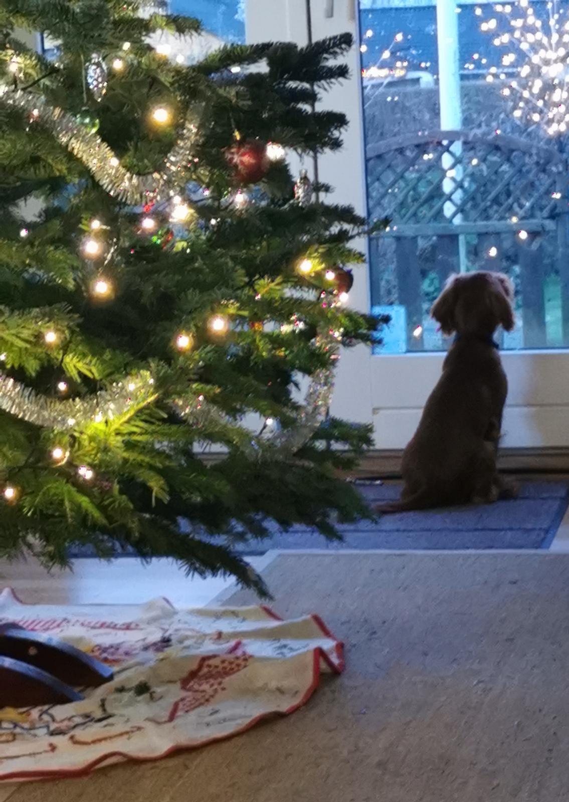 Cavalier king charles spaniel Ahrwills Dream Oreo billede 9