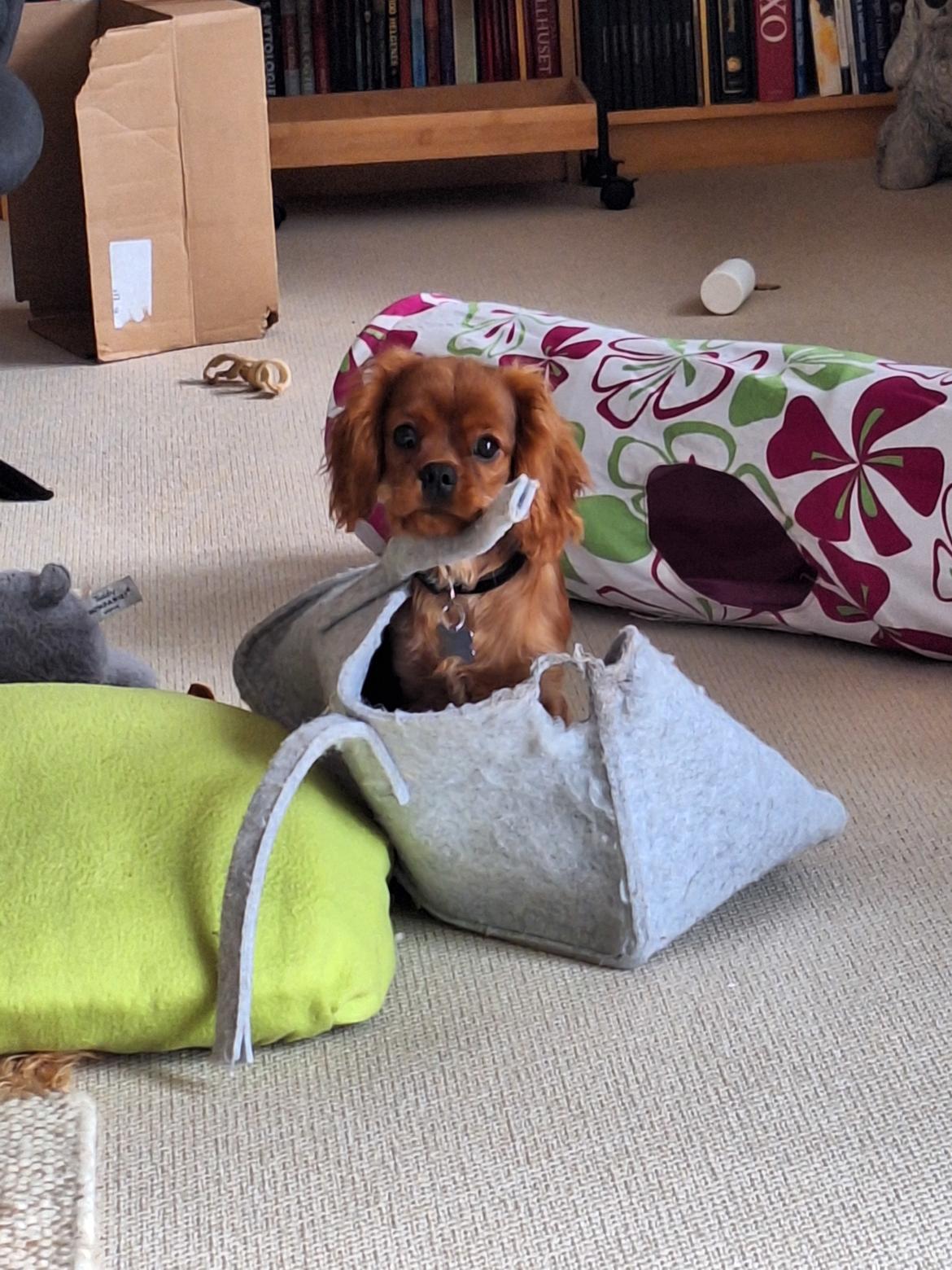 Cavalier king charles spaniel Ahrwills Dream Oreo billede 10