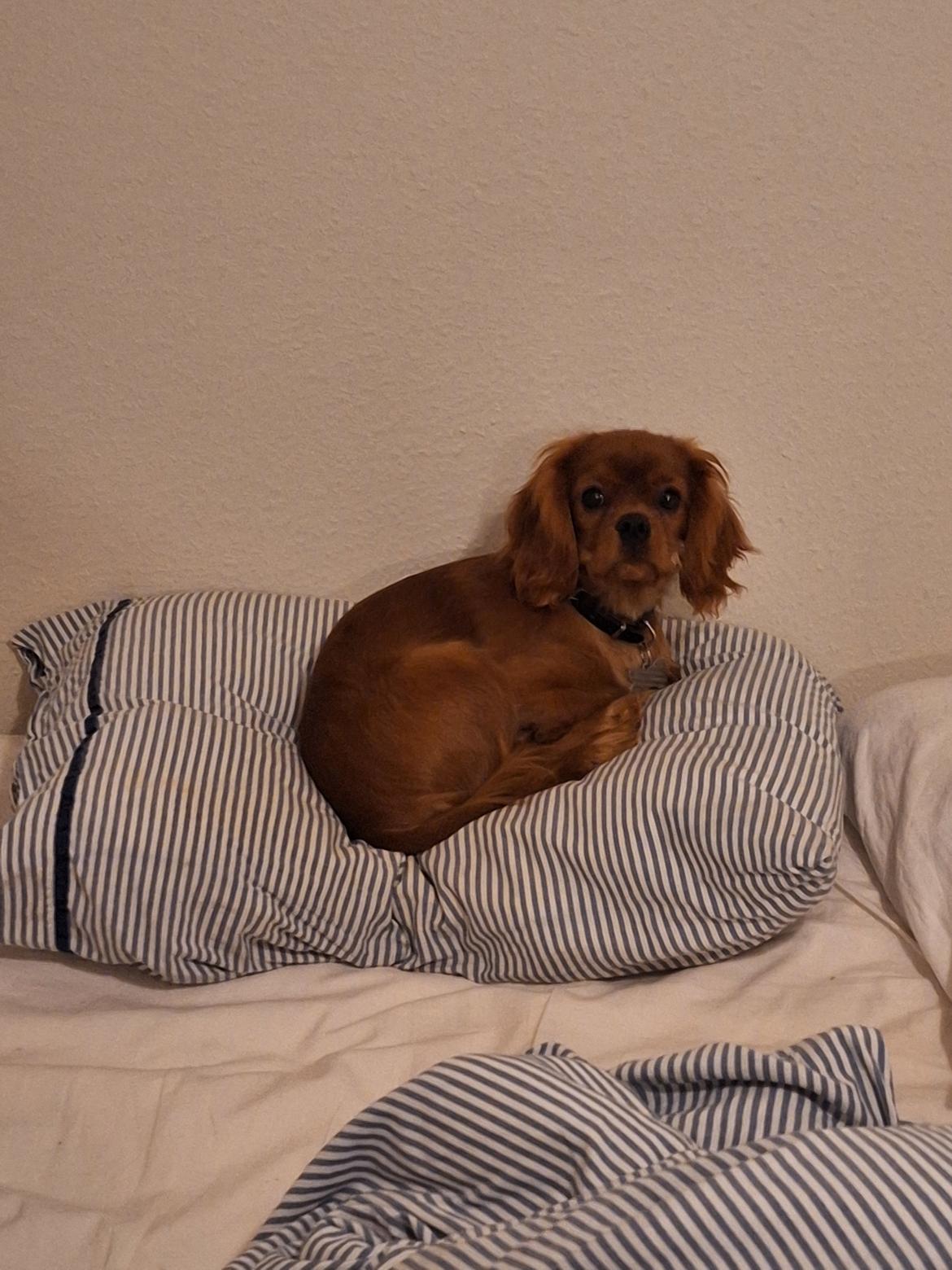 Cavalier king charles spaniel Ahrwills Dream Oreo billede 11