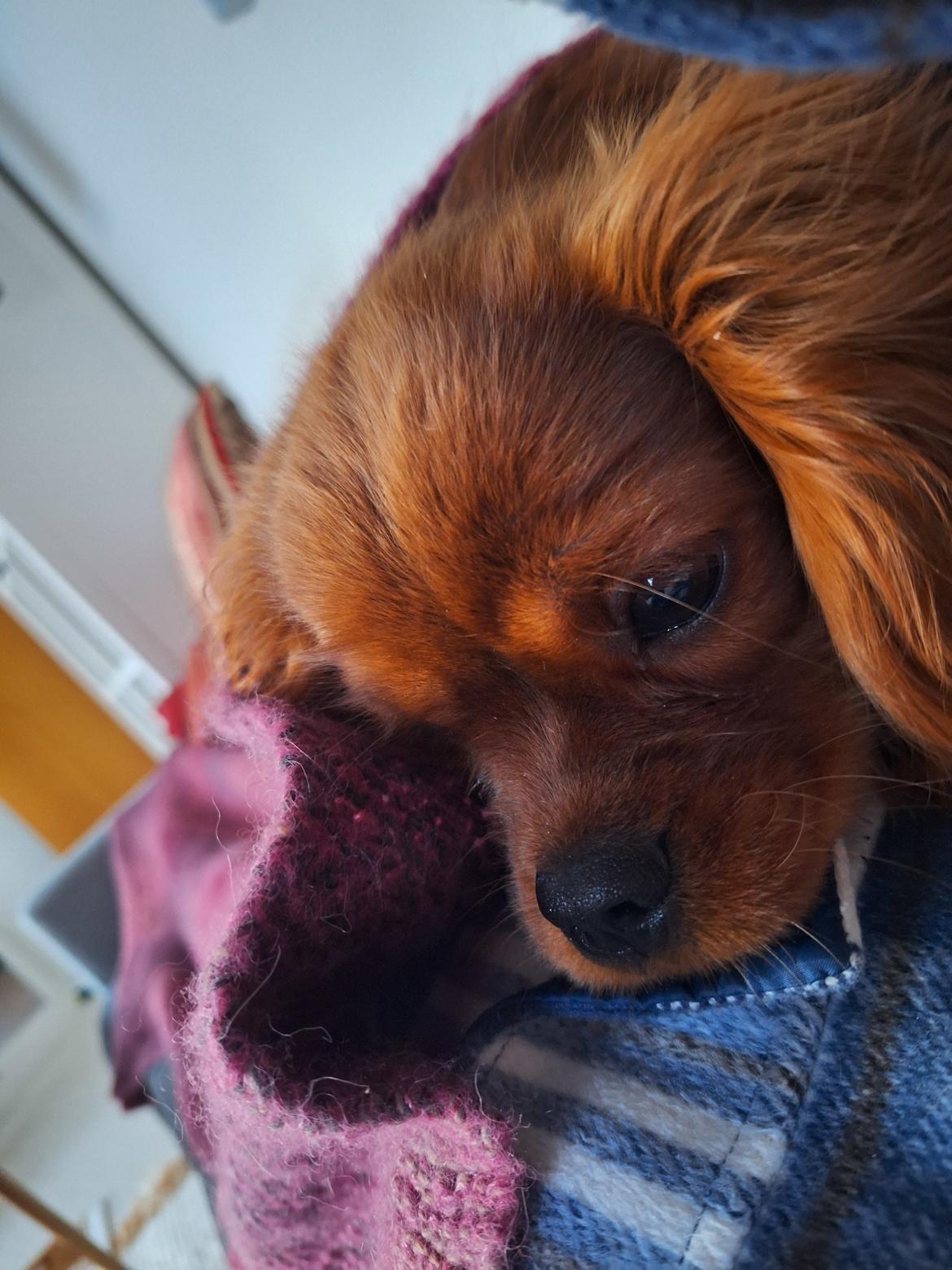 Cavalier king charles spaniel Ahrwills Dream Oreo billede 12