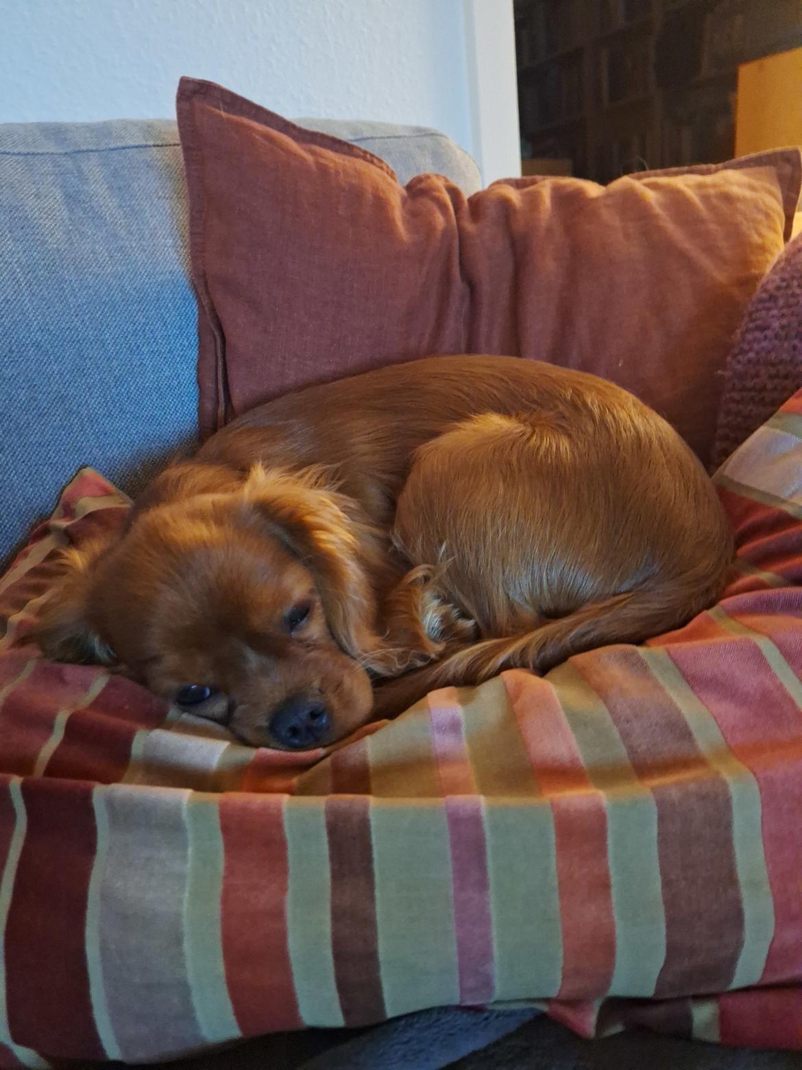 Cavalier king charles spaniel Ahrwills Dream Oreo billede 13