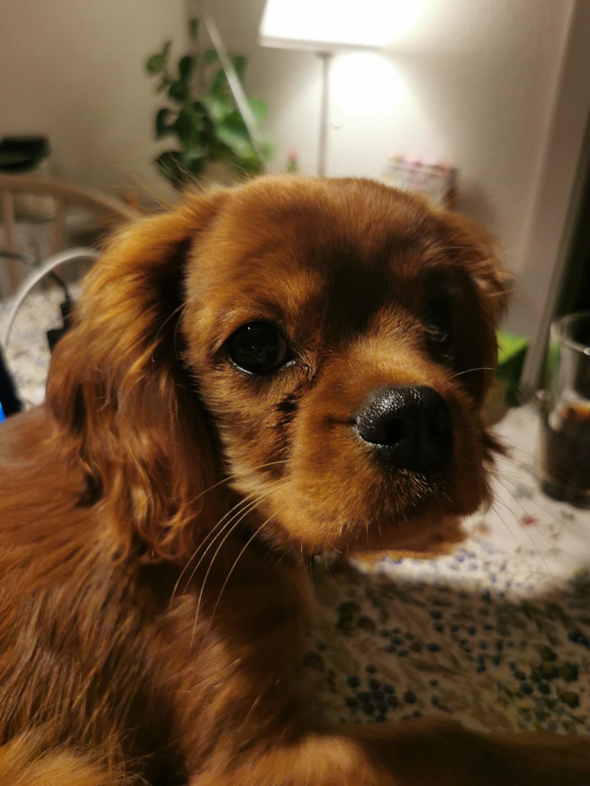 Cavalier king charles spaniel Ahrwills Dream Oreo billede 14